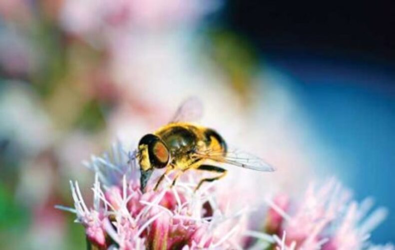 Beekeeping for Beginners: Honeybee Basics